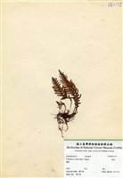 藏品(蒿蕨)的圖片